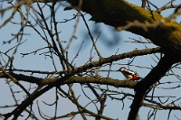 Dendrocopos major (Picchio rosso maggiore)3
